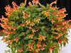 Columnea