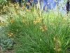 Bulbine