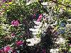 Deutzia