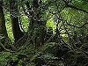 Jungla, descoperita in Marea Britanie