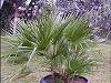 Chamaerops humilis, sau palmierul evantai