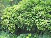 Aucuba japonica - Pomul de aur
