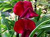 Mazariche - Lathyrus odoratus