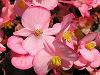 Begonia