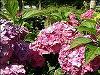 Hortensia