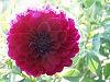 Dalia
