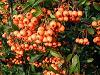 Pyracantha, un coltisor colorat al gradinii tale