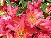 Rhododendron