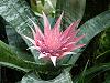 Aechmea fasciata