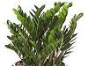 Zamioculcas