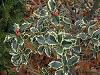 Laur - Ilex aquifolium
