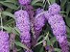 Liliacul de vara sau floarea fluturilor (buddleja davidii)
