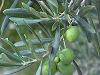 Maslinul - Olea europaea