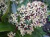 Skimmia Japonica - Liliacul japonez