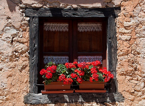 Cum ingrijesti muscatele, cele mai indragite plante pentru balcon si terasa