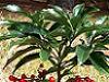 Ardisia crenata