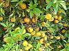 Arborele sexului