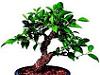Bonsai