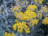 Broderie argintie - Senecio Cineraria