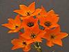 Steaua din Betleem - Ornithogalum dubium