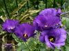 Lisianthus, o floare delicata