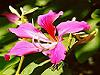 Bauhinia