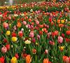 Keukenhof, cea mai mare gradina cu flori din lume