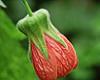 Abutilon