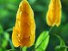 Planta de zahar ars - Pachystachys lutea