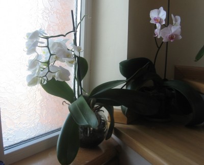 orhidee-inflorite-febr-2014.jpg