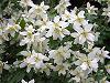 Philadelphus