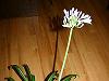Agapanthus, floarea dragostei