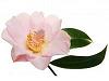 Asa mentii camelia inflorita