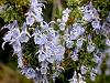 Rozmarinul, Rosmarinus officinalis