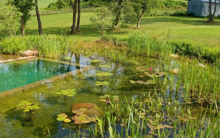 Iazul de gradina