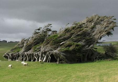 Copacii din Slope Point, extremitatea sudica a Noii Zeelande