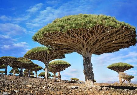 Arborele Dragonblood (Sangele dragonului) din Yemen