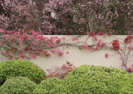 Bougainvillea decoreaza orice gard