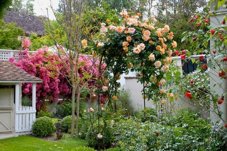 Plantele cataratoare cu flori aduc mai mult volum in gradina si ne farmeca prin culoare si parfum