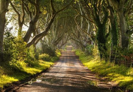 Poteca de fagi din County Antrim, Irlanda