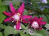 Passiflora