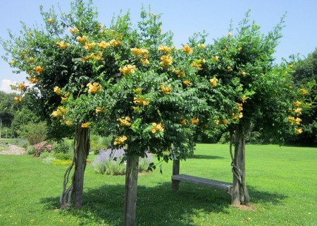 Pergola acoperita cu flori