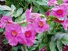 Incarvillea Delavayi