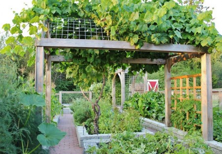 Pergola in gradina de legume