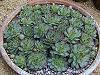 Sempervivum - Urechelnita
