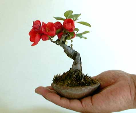 Bonsai