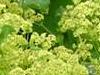 Alchemilla