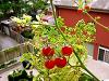 Gradina de legume in balcon - tomate