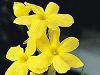 Iasomia de iarna - Jasminum Nudiflorum