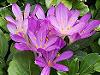Brandusa de toamna - Colchicum autumnale